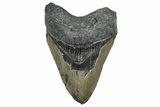 Bargain, Fossil Megalodon Tooth - North Carolina #350595-1